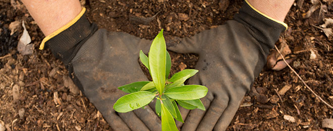 Tree Planting Rebate Program
